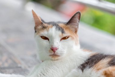 Taylandlı kedi portresi, Taylandlı kedi..