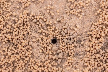 Siyah kum dokusu, kapat.