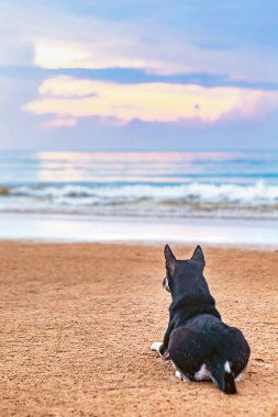 Sabahleyin deniz kenarında bir köpek..