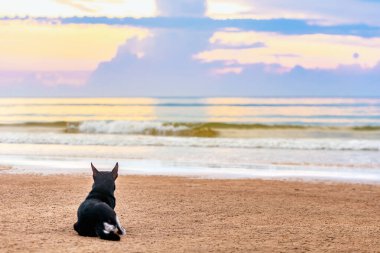 Deniz kıyısındaki köpek ve köpek.