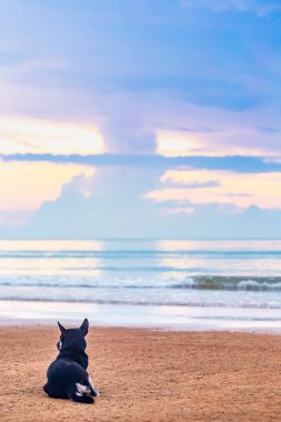 Köpek deniz manzaralı sahilde oturuyor.