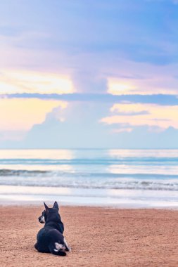 Köpek sahilde oturuyor.