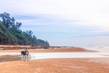 Arka planda palmiye ağaçları ve mavi gökyüzü olan güzel tropik plajlar..
