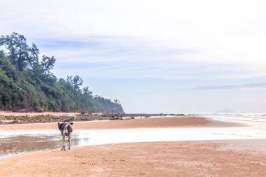Sahilde ve denizde insanlar var.