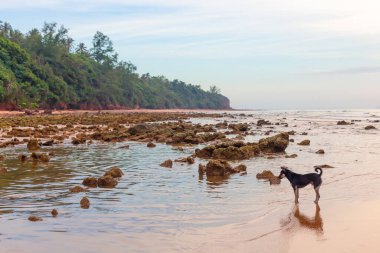 Köpek sahilde yürüyor..