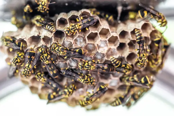 Bal peteğiyle bal peteğindeki arıları kapatın.