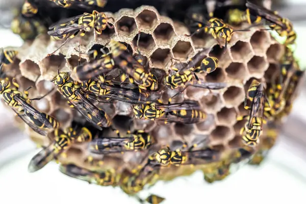 Yakın - Yuvadaki eşekarısı yuvası manzarası.