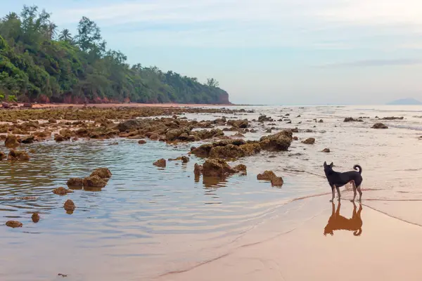 Tropikal sahilde güzel golden retriever köpeği.