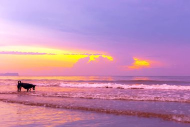 Köpek gün batımında sahilde, Tayland, Pu Quoc