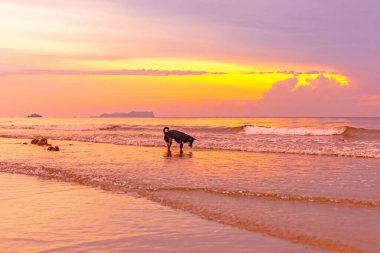 Gün doğumunda kumsalda bir köpek