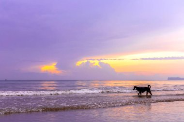 Gün batımında sahilde bir köpek