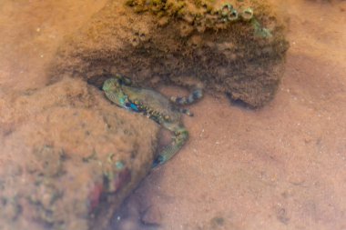 Deniz kaplumbağası su altında. deniz yaşamı.