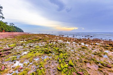 Hindistan cevizi hurma ağacı ile güzel tropikal plaj