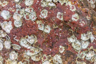 Kırmızı ve yeşil bir liken yakın çekim