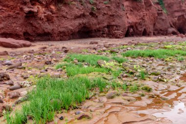 Kırmızı ve sarı çiçekli kayalık bir sahilin güzel bir görüntüsü.