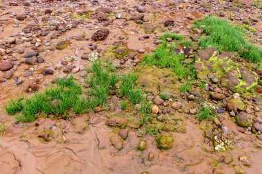 Bulutlu bir günde yeşilliklerle çevrili küçük bir nehirdeki bir akarsuyun dikey görüntüsü.