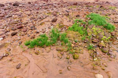 Nehrin kıyısındaki kuru kum yığınının yakın çekim görüntüsü.
