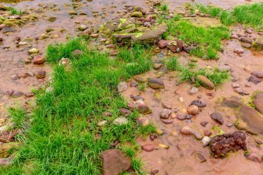 Ormandaki nehrin güzel manzarası