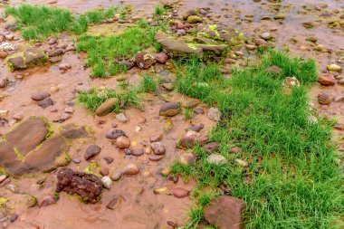 Nehirdeki yeşil çimenler
