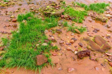 Ormanda yeşil çimenler