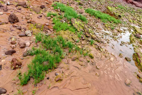 Taşlı bir nehrin dikey görüntüsü.