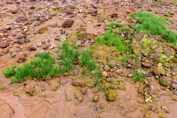 Bulutlu bir günde yeşilliklerle çevrili küçük bir nehirdeki bir akarsuyun dikey görüntüsü.
