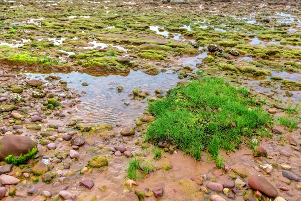 Taşlı ve denizli yeşil çimenler