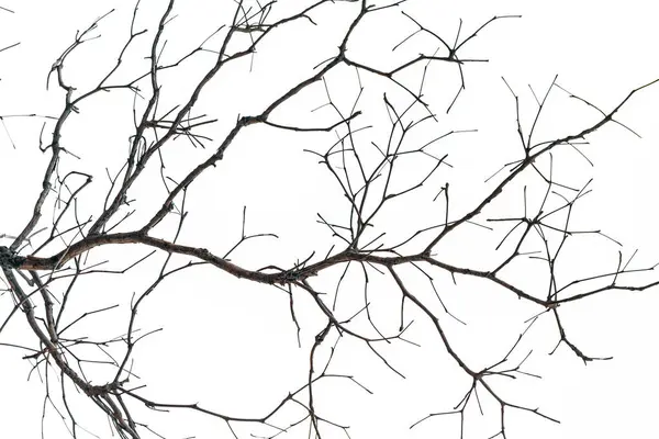 Beyaz arkaplanda kuru ağaç dalları