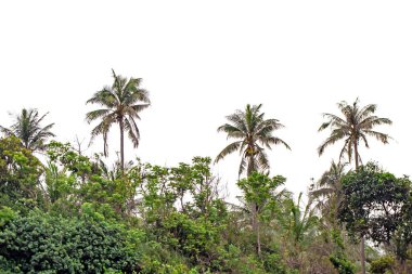 Parktaki yeşil ağaç