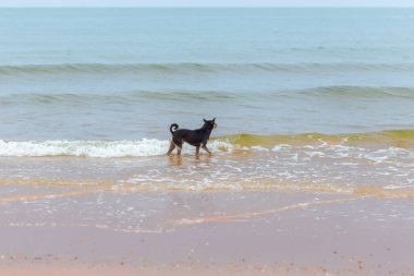 Siyah labrador köpeği kumsalda oynuyor.