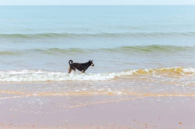Siyah köpek sahilde koşuyor.
