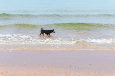Köpek sahilde bir oyuncakla oynuyor.