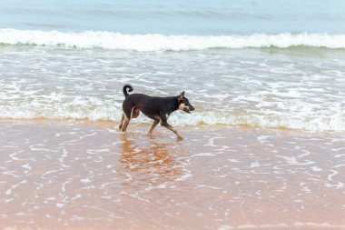 Köpek deniz kıyısında koşuyor.