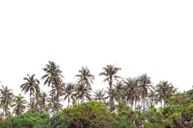 Ormanda palmiye ağaçları