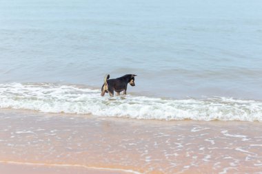 Kara köpek denizin kıyısında.
