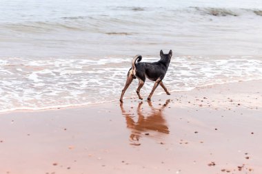 Köpek sahilde koşuyor. Köpek sahilde yürüyor.