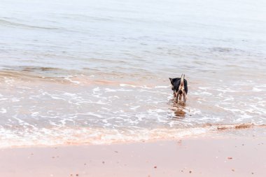 Köpek suda koşuyor..