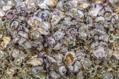 Deniz kabukları yakın çekim