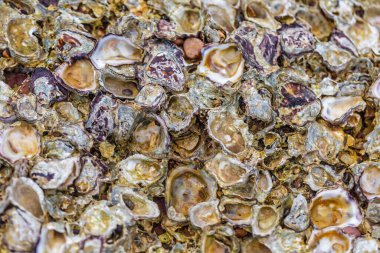 Piyasada deniz kabukları