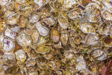 Deniz kabuklarının yakınına..