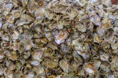 Pazarda taze istiridye yığınını kapatın..