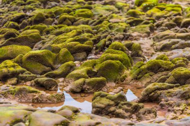 Endonezya, Bali 'de güzel bir sahilde deniz taşları ve yosunlar.