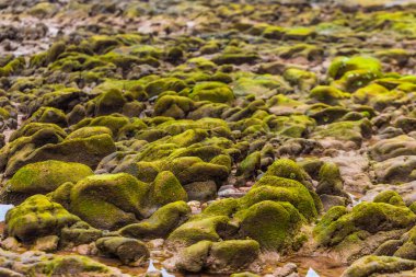 yeşil yosun ve yosunlar