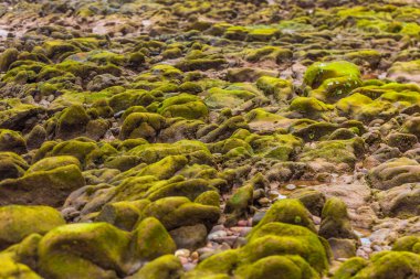 Sabahları kumsalda yosun.