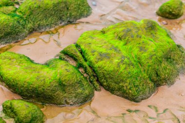 Denizde bir taşın yakınında