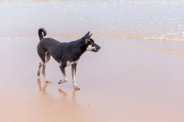 Köpek sahilde yürüyor.