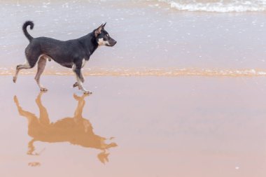 Köpek yetiştiricisi Jack Russell Terrier bir yaz günü sahilde
