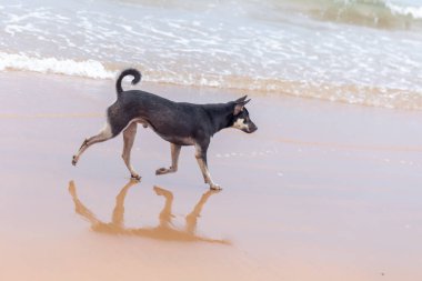 Siyah labrador Sahilde yürüyüş.