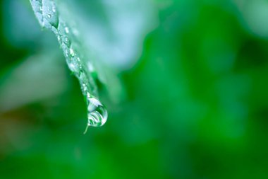 Su damlalı yeşil çimen