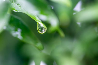 Yeşil yaprağa damla, doğa arkaplanı